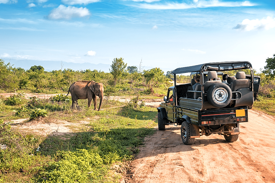 afrika safari