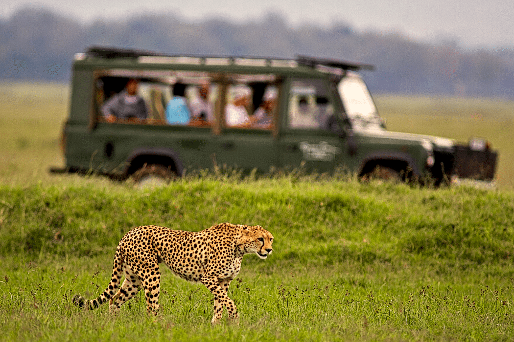 safari turu
