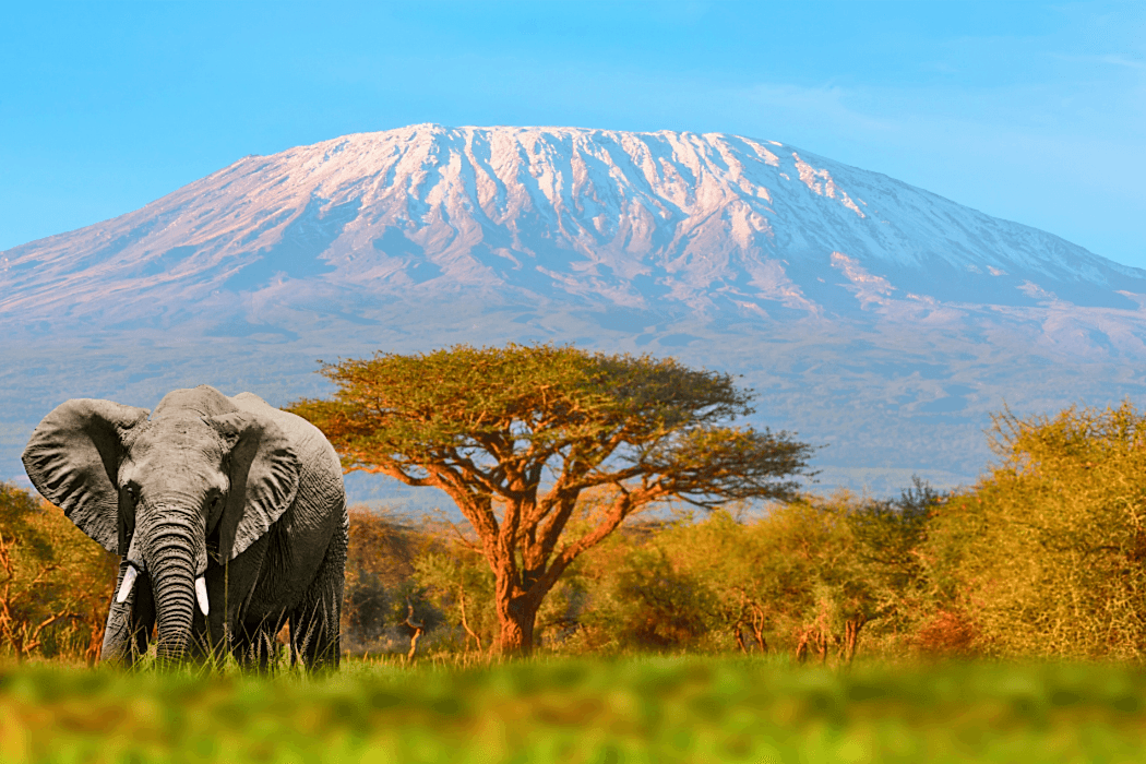 Kilimanjaro