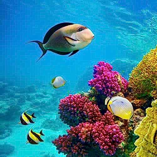 Sharm Turları
